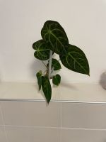 anthurium besseae aff x forgetii white stripes Dortmund - Husen Vorschau