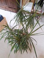 Dracaena marginata, große Pflanze Thüringen - Jena Vorschau