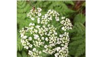 Wiesenkerbelsamen Blumensamen Blumenwiese eig. abgen. Bayern - Schongau Vorschau