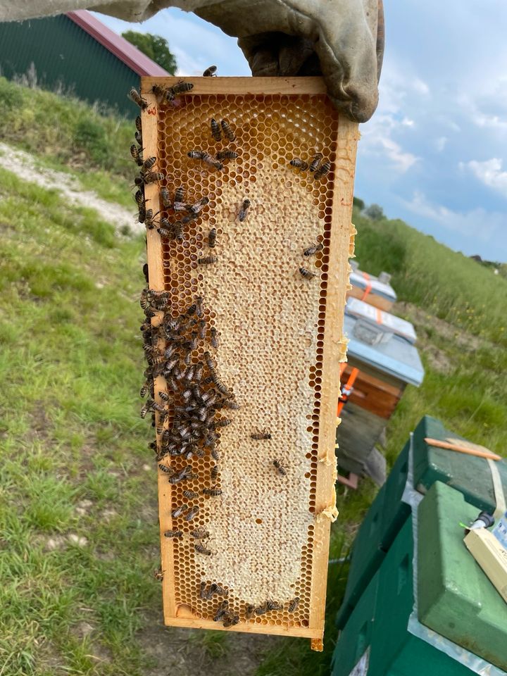 Dadant Wirtschaftsvolk Beute US 12 Bienenvolk in Selm