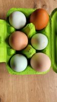 Frische Eier Nordrhein-Westfalen - Bocholt Vorschau
