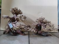 Bonsai Bäumchen Aquarium Nordrhein-Westfalen - Herzogenrath Vorschau