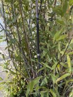 Schwarzer Bambus 4-5 m Hoch  mit großen Planztopf Sendling - Obersendling Vorschau