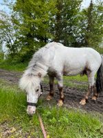 Shetty Dreamteam, Shetlandpony, Hengst und Stute Nordrhein-Westfalen - Halle (Westfalen) Vorschau