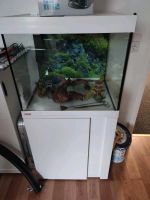 Eheim Aquariumkombination + Filter von Oase Nordrhein-Westfalen - Hagen Vorschau