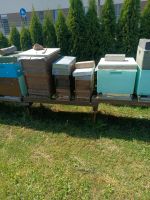 Ableger Bienenableger Sachsen - Schkeuditz Vorschau