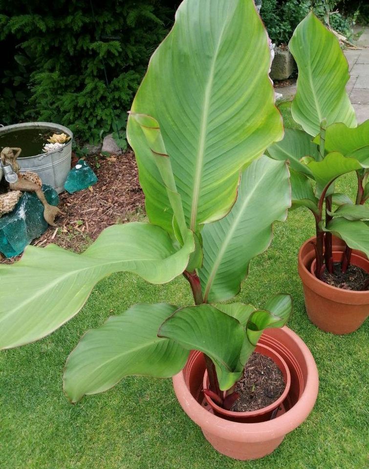 2 große CannaPflanzen, Rote Blüten, selbst gezogen in Niedersachsen