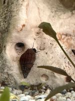 Genoppte Turmdeckelschnecke Sachsen - Borna Vorschau