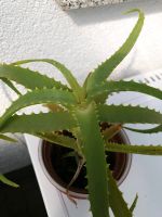 Aloe arborescens Aloe Vera Heilpflanze Zimmerpflanze Thüringen - Jena Vorschau