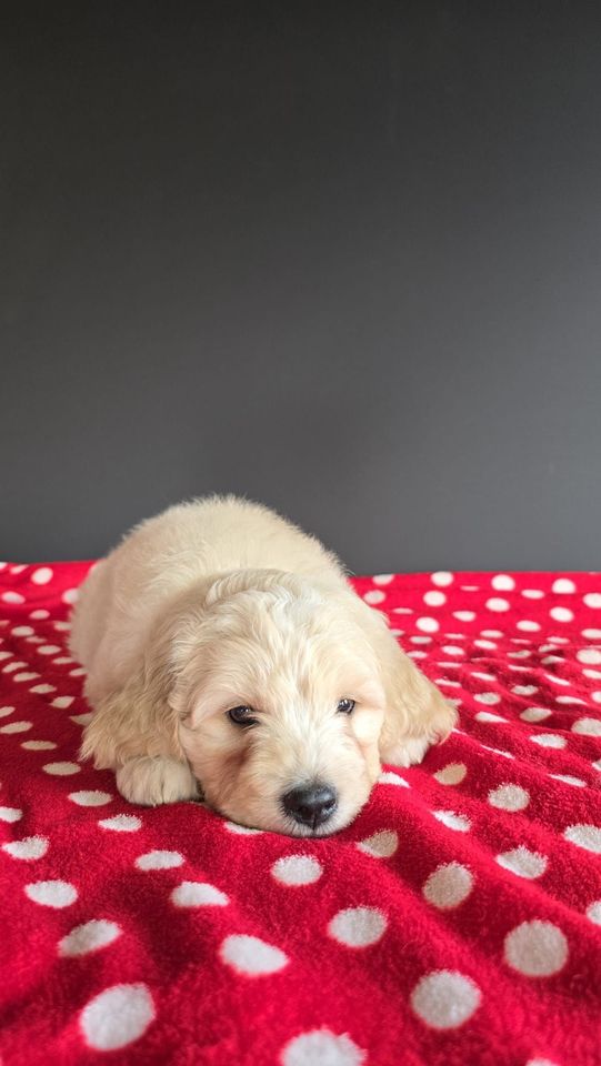 Goldendoodle Medium (Golden Retriever X Pudel) Doodle in Westfehmarn