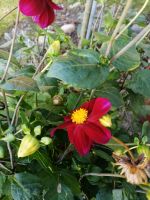 Dahlien mit kleinen roten Blüten 3 Knollen Pflanze Blume Nordrhein-Westfalen - Telgte Vorschau