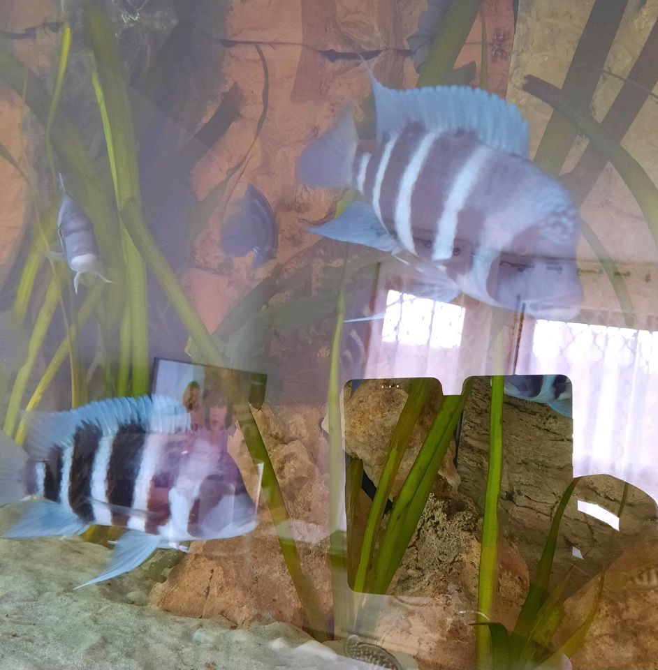 Frontosa Cyphotilapia Gibberosa Mpimbwe Blue in Stuttgart