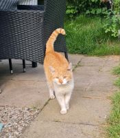 Kennt jemand diese Katze? Niedersachsen - Bremervörde Vorschau