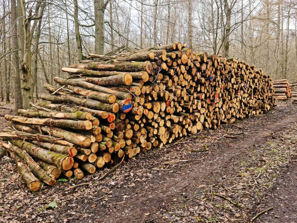 Stammholz Rundholz Brennholz Kiefer Buche Eiche etc.mit Lieferung in Alzey