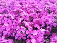 Phlox subulata 'MacDaniels Cushion' Flammenblume Pflanze Garten Schleswig-Holstein - Wrist Vorschau