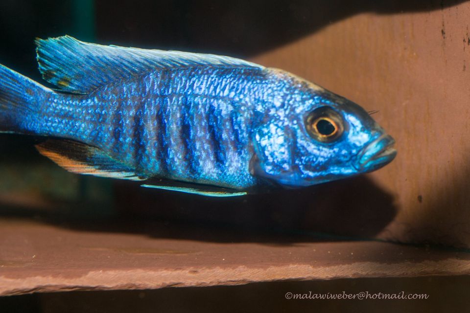 Sciaenochromis fryeri „ahli“ Malawi-Buntbarsch in Taura