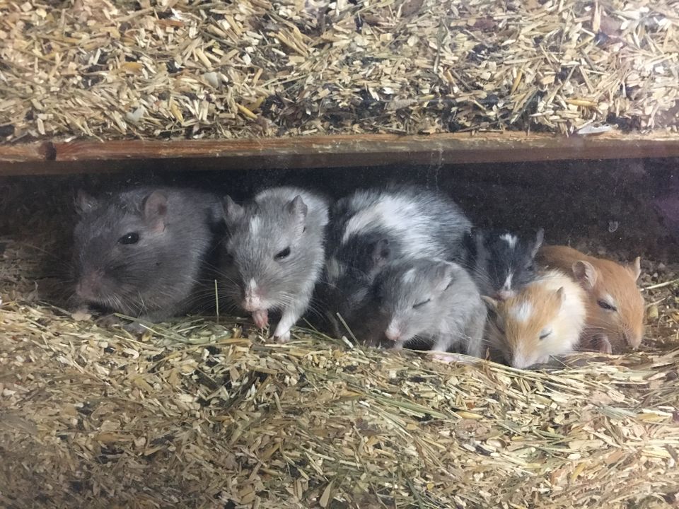 Diverse junge Mäuse aus meiner Zucht suchen ein neues Zuhause in Hamburg