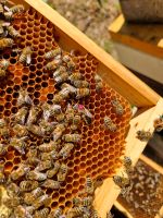 Wirtschaftsvolk Bienenvolk MiniPlus Bayern - Dinkelsbuehl Vorschau