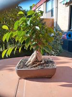 BONSAI    Lorbeerfeige Brandenburg - Dallgow Vorschau