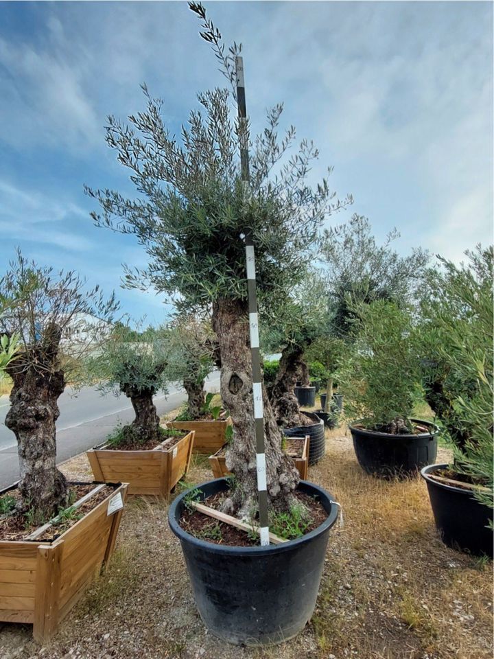 Olivenbaum - Olea Europea - Höhe ca. 280 cm in Nehren
