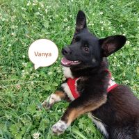 Tierschutz - Vanya, ein kleiner Hund sucht ein Zuhause! Hamburg-Mitte - Hamburg Altstadt Vorschau