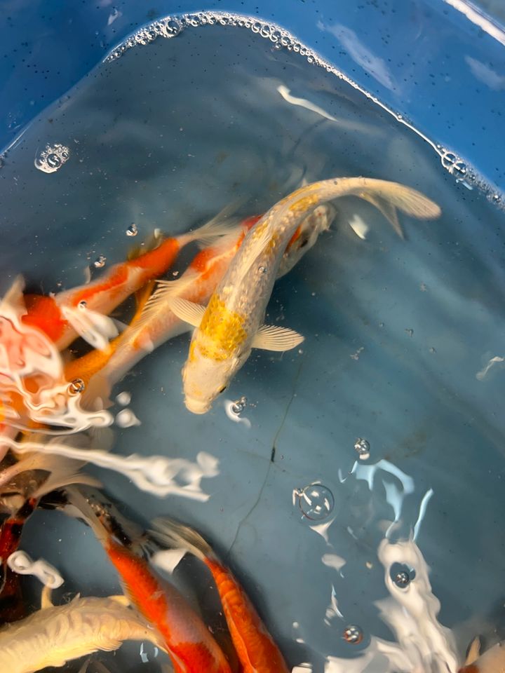 Koi Showa Sanke Kohaku Kujaku Utsuri Ogon  Karpfen in Rangendingen