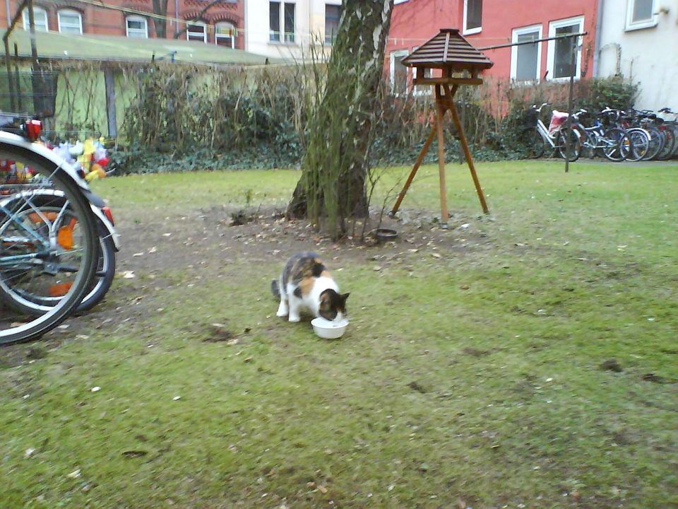 Wo ist diese Katze ? in Hannover