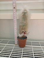 Greisenhaupt Kaktus 20cm Cephalocereus senilis Sachsen-Anhalt - Magdeburg Vorschau