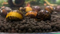 Batik Rennschnecke Neritina variegata Aquarium Schnecken Hamburg-Mitte - Hamburg Horn Vorschau