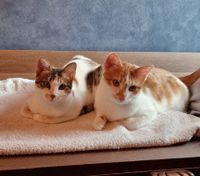 liebevolle Katzeneltern gesucht T: 0173/3257049 Stuttgart - Vaihingen Vorschau