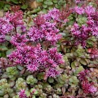 Sedum spurium 'Fuldaglut' Insektenfreundlich Nordrhein-Westfalen - Bad Oeynhausen Vorschau