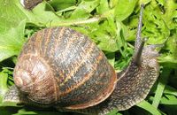 Weinbergschnecken (Cornu aspersum) Duisburg - Rumeln-Kaldenhausen Vorschau