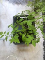 3 Stck Ochsenherz Tomaten Garten Pflanzen für € 3,- Hessen - Friedrichsdorf Vorschau