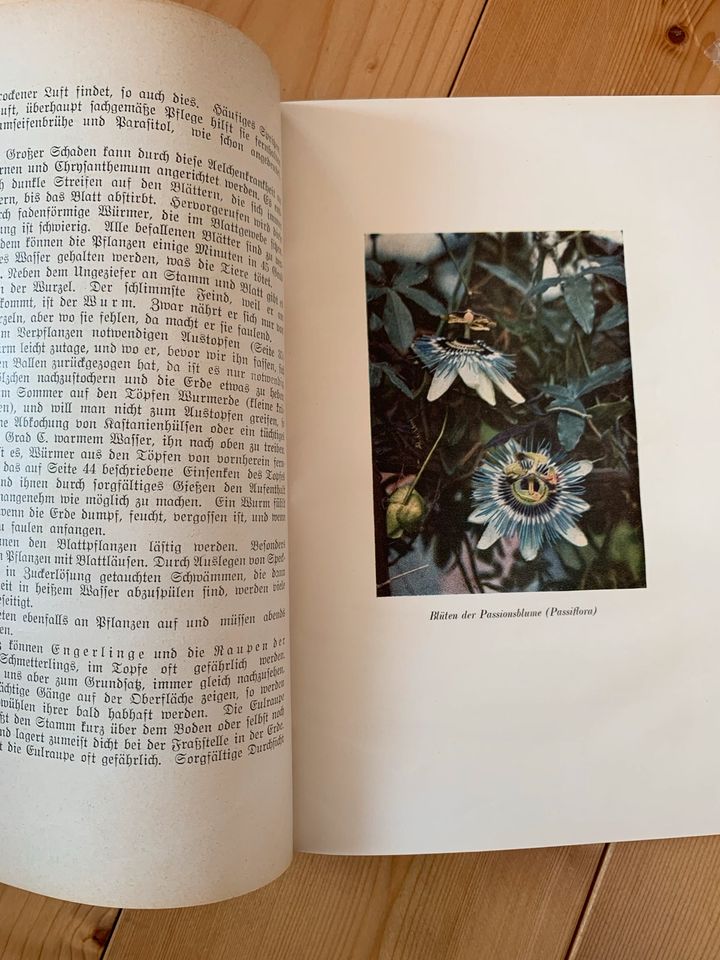 Antiquität „Blumenzucht und Blumenpflege im Zimmer“ v. 1928 in Riede