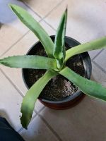 Agave 35 cm groß Bayern - Neustadt a. d. Waldnaab Vorschau