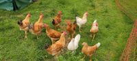 Hühner, Eier, Hahn Henne ,Empordanesa Nordrhein-Westfalen - Detmold Vorschau