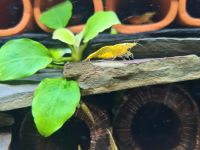 Garnelen Neocaridina Neon Yellow Stripe Marburg - Wehrda Vorschau