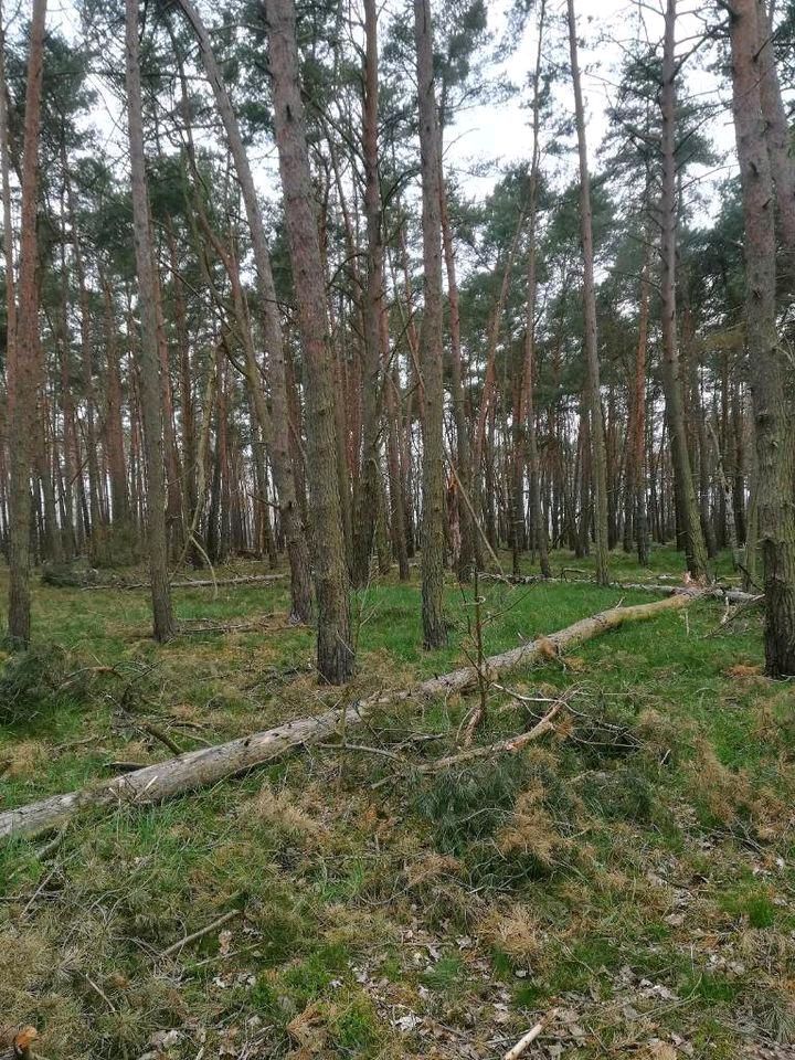 Waldgrundstück, Forstfläche, Waldstück, Feuchtbiotop,6,1 ha in Havelsee