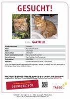 Ich suche meinen Kater Garfield! Entlaufen am 23.05. in Wangersen Niedersachsen - Ahlerstedt Vorschau