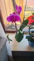 Verschiedene Orchideen blumen für 10€ einzel peis Hessen - Langenselbold Vorschau