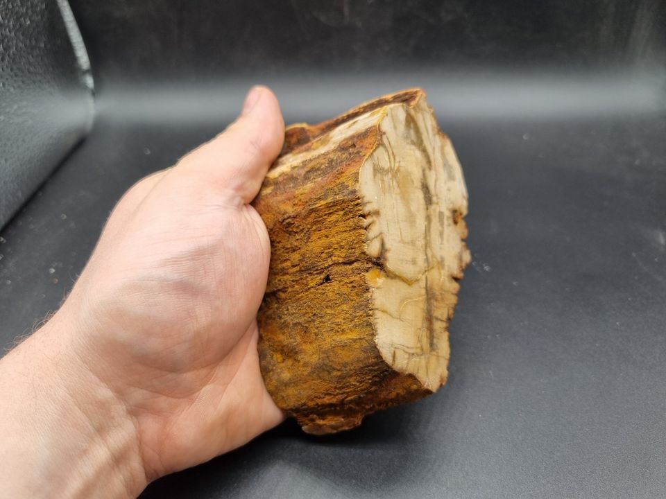 versteinertes Holz Rohstein anpoliert Mineralien Sammlung #9 in Villingendorf