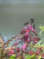 Ludwigia palustris Super Red Aquarium Wasserpflanze Schwachhausen - Radio Bremen Vorschau