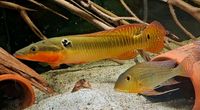 Crenicichla zebrina 15cm+ Brandenburg - Potsdam Vorschau