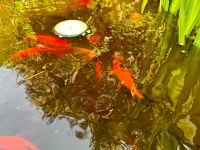 Wunderschöne Teichfische Shubunkin Rheinland-Pfalz - Bad Breisig  Vorschau