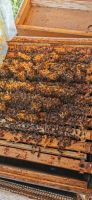 6 Bienenvölker Carnica zu verkaufen Bayern - Stockheim Oberfr Vorschau