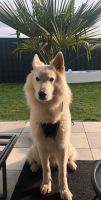 Weißer Schäferhund sucht neues Zuhause Nordrhein-Westfalen - Detmold Vorschau