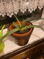 5  Aloe Vera Pflanzen je 8 € Sachsen - Bad Dueben Vorschau