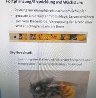 Vortrag Insekten am Beispiel gehörte Mauerbiene Brandenburg - Rüdersdorf Vorschau