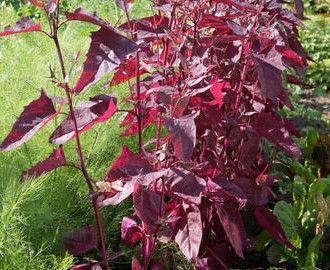 Rote Gartenmelde, Spanischer Salat alte Gemüsepflanze in Oldenburg