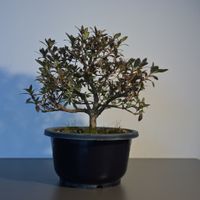 Bonsai Satsuki-Azalee (Rhododendron indicum) Japan Saarbrücken-West - Klarenthal Vorschau